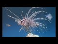WOW! Lion Fish Eating Live Fish in Slow Motion