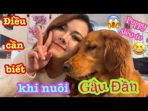 CÁC LỜI KHUYÊN KHI NUÔI CHÓ GOLDEN RETRIEVER -GIÁ MÀ CÓ AI NÓI VỚI MÌNH NHỮNG ĐIỀU NÀY TRƯỚC ĐÂY....