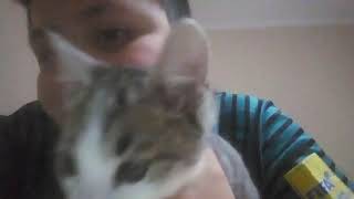 Gato Lince Ay No Lince Es Mas Y