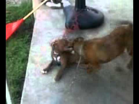 Trained To Go Video