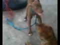 Trained To Go Video preview