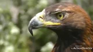 SUARA MASTER BURUNG ELANG || eagle and its distinctive voice || #Eagle #Elang #EagleVoice