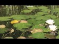 Hand feeding big frog with maggots