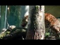 Banteng Calf Jumping Leopard Leopard Julius Munich Zoo Banteng K images Banteng Calf Jumping Leopard Leopard Julius Munich Zoo Banteng K