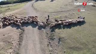 Dronea Balta Fırlatan Çoban Dayı