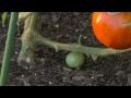 How To Grow the Perfect Tomatoes with the Ultomato | AvantGardenDecor.com