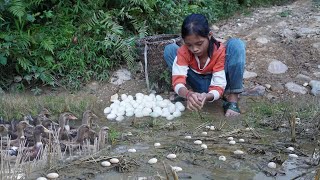 Poor Girl. Harvesting Ducks Eggs To Sell - Harvesting Corn, Daily Life Alone In The Forest