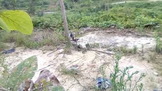 Mikat terkukur(si usin) tapau... Laman pokok getah felcra
