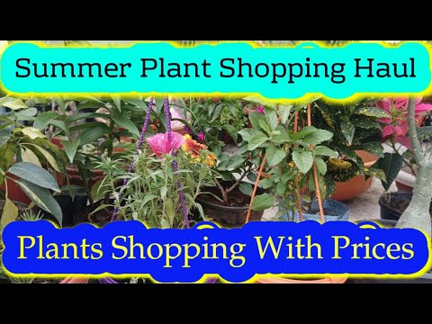 Summer 🏝️ Plant Shopping Haul !! Plants Shopping With Cheapest Prices