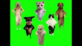 Animals dancing to Chinese song (GREEN SCREEN)