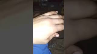 Apbt Pup Teething Bic Kennels