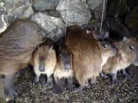 【温泉】カピバラさんが打たせ湯でうっとり capybara