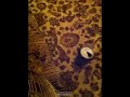 ورعان كول اوف ديوتي كيك keek