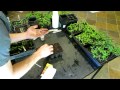 How To Seed Start Tomatoes and Peppers Indoors Using Seed Trays