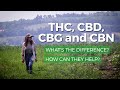 Marijuana THC vs CBD, CBG, CBN: What’s the difference? What are health benefits of each?