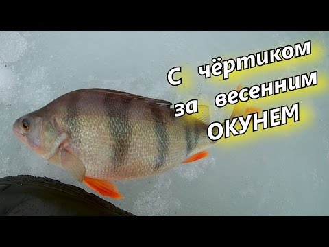 на что и как ловить окуня в мае на что и как ловить окуня в мае