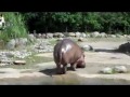 Hippo Explosion images Hippo Explosion