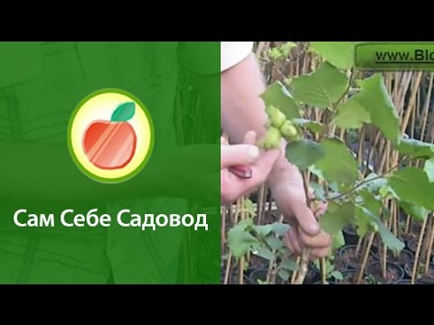 М.Ю. Лермонтов Песня про царя Ивана Лечение сожженных волос. Что делать, если сожгла волосы