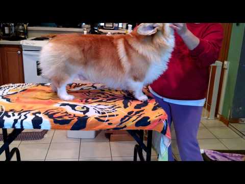 Corgi Grooming..weekly management. for show!