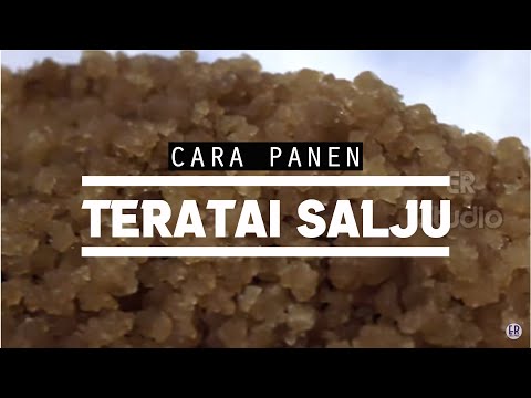 Membuat Bunga Teratai Dari Kertas
