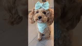 Cute And Funny Dog Videos Compilation
