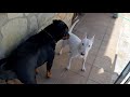 Rottweiler vs bull terrier