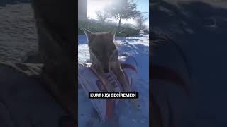 Malatya Da Soğuktan Donan Kurt.