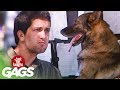 Driving Dog Prank - Just For Laughs Gags
