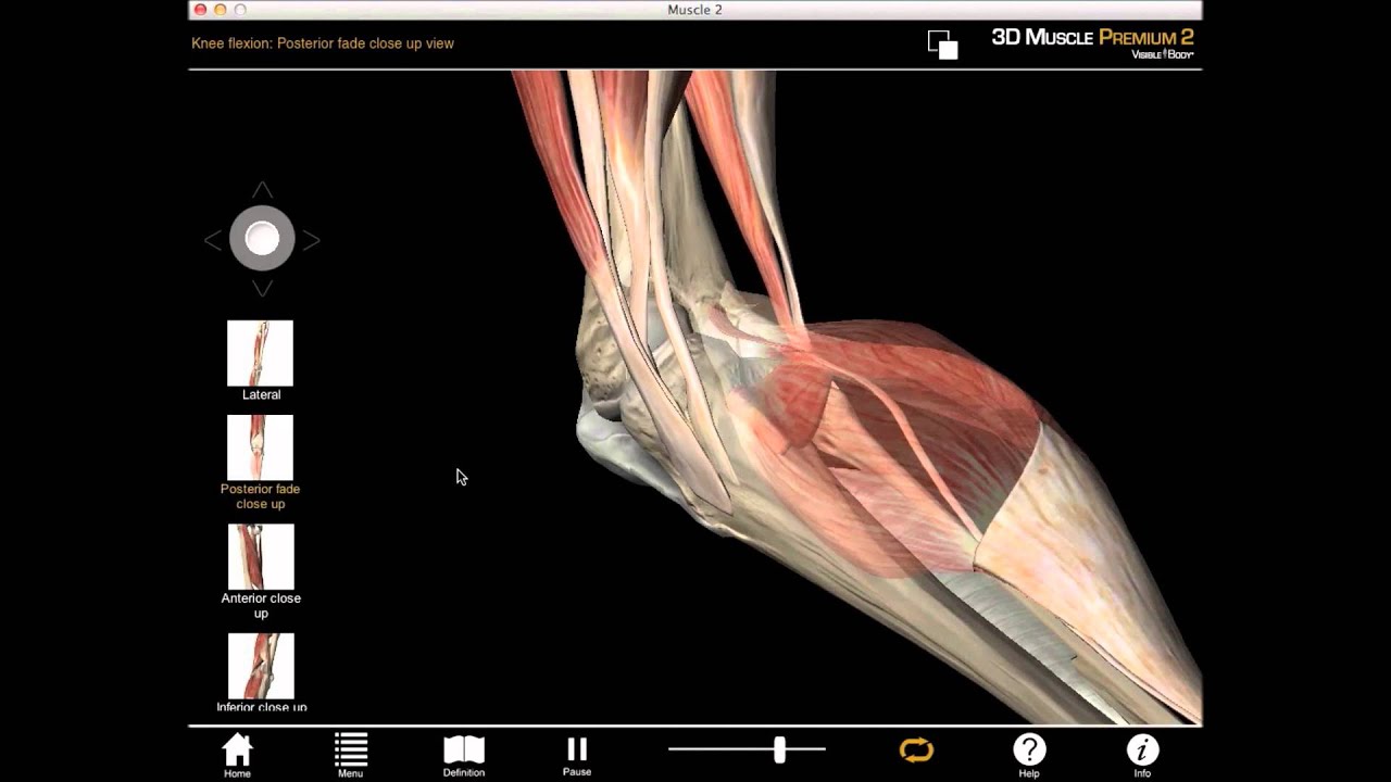 Medial knee rotation and knee flexion muscle action with Muscle Premium