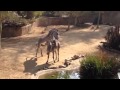 Zebra mating at LA Zoo