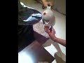 اغتصاب مصريات