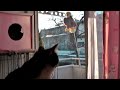 猫のリアクション HD - Reaction of my cat.