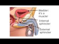 Pelvic Floor Exercises Introductions