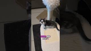 Veto Michmich Coronavirus