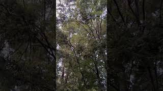 Southern Summer Sounds Cicadas And Birds