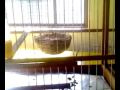 Canário belga criaÇÃo - youtube