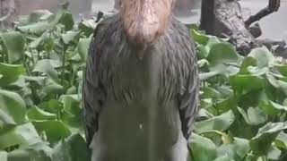 Shoebill Stork Is Not Impressed With The Rain