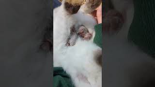 Force Feeding Rabbits. Saving Our Runty Kits.