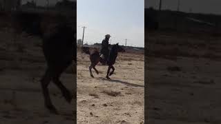 گلنار