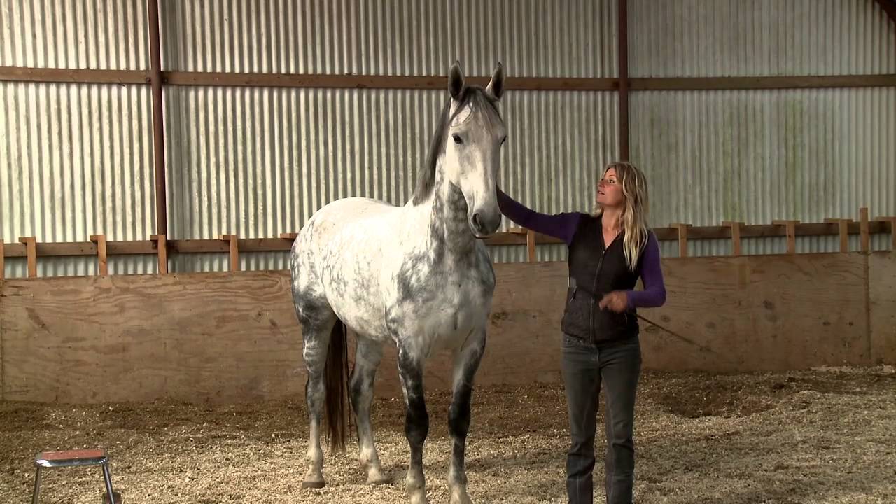 Mia Lykke Nielsen trains Dutch show jumper. When Horses Choose. Mia Lykke Nielsen.