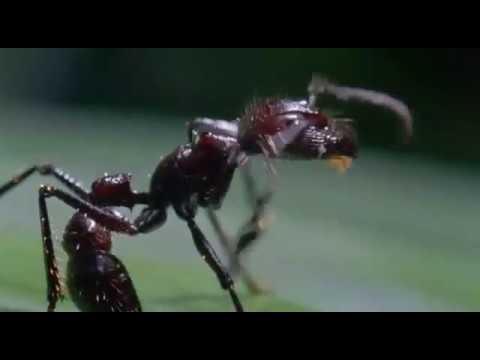 Cordyceps Fungus The mind control Killer Fungi