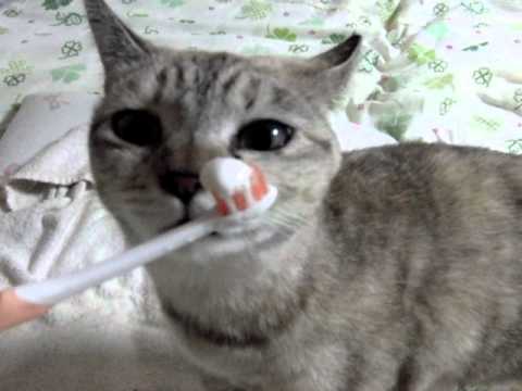 普通の猫は歯磨き粉が嫌いです