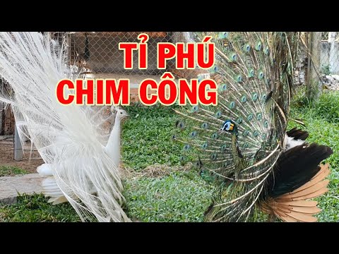 Thăm trại chim công Cần Thơ | Trại chim công lớn nhất miền Tây | Chuyện nhà nông