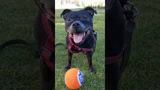 Senior Staffy Dog Acting Like Puppy Playing Ball Staffy Smiles