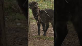 Anoa Sound