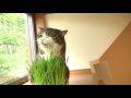 maru