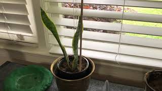Plant babies part 1 of 3