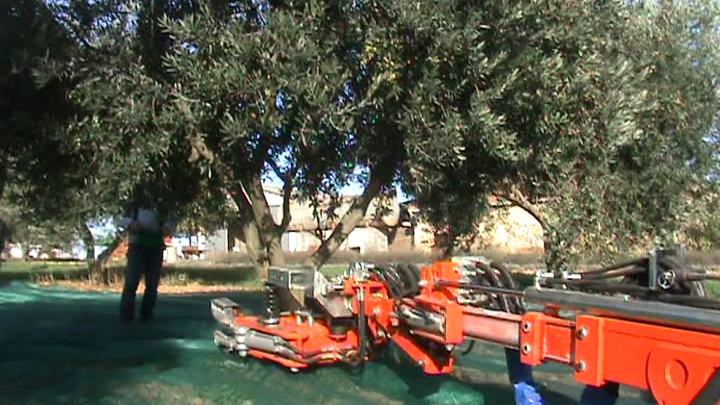 La rÃ©colte des olives en Provence avec le vibreur - YouTube