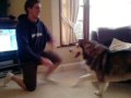 Alaskan malamute vs Human