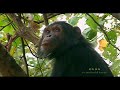 Chimp Patrol